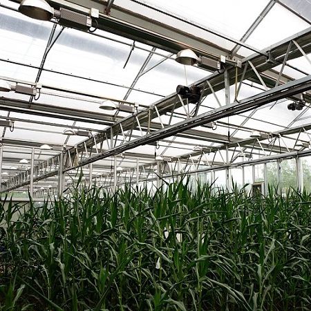Système d'éclairage pour serre - Sunmax Greenhouse Technology Co., Ltd. - bleu / rouge