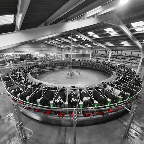 Salle de traite pour vaches - Enduro - Pearson International - rotative / avec sortie rapide