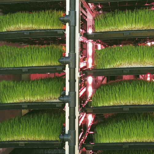 Système de culture hors sol en conteneur - J. Huete Greenhouses - pour culture fourragère
