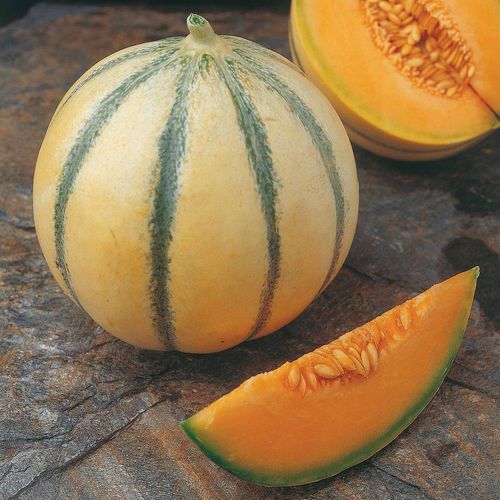 Semence de melon hybride - Alvaro - thompson-morgan