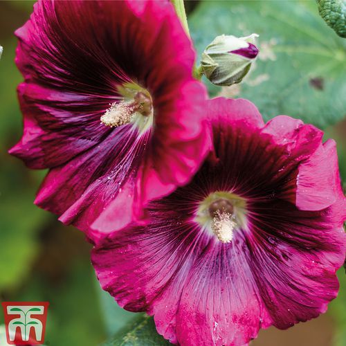 Semence de fleur vivace - Hollyhock  - thompson-morgan - pour jardin