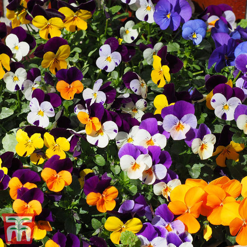 Semence de fleur vivace - Pot Pourri Mixed - thompson-morgan - à mélange de coloris / pour jardin / pour pot