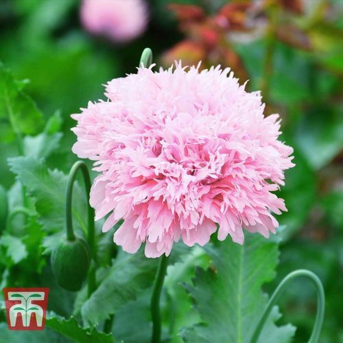 Semence de fleur annuelle - Poppy 'Lilac Pom Pom' - thompson-morgan - rose / pour jardin / à couper