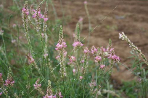Couvert végétal pour restituter d'azote - ESF0 series - Le Biau Germe - biologique / avec légumineuse / pour bovins
