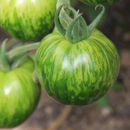 Semence de tomate jaune - GREEN ZEBRA - essembio - verte / précoce / ronde