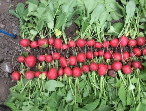 Semence de radis de printemps - Raxe - Atypyc - biologique / conique
