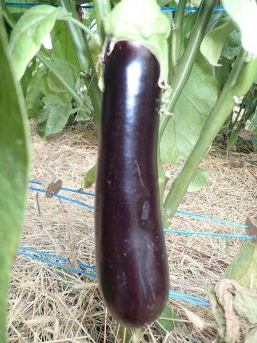 Semence d'aubergine précoce - Abrivado F1  - Atypyc - hybride