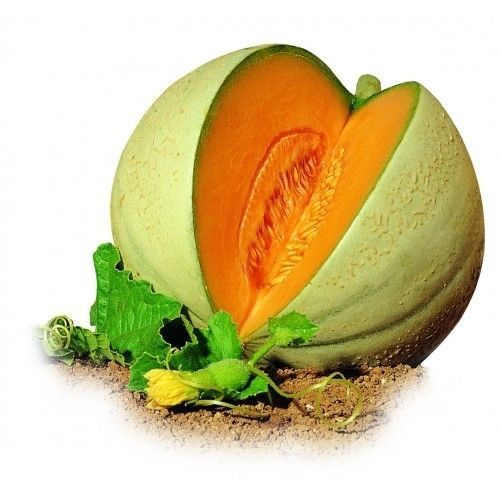 Semence de melon résistante à la fusariose - Galoubet F1 - Atypyc - hybride / ronde