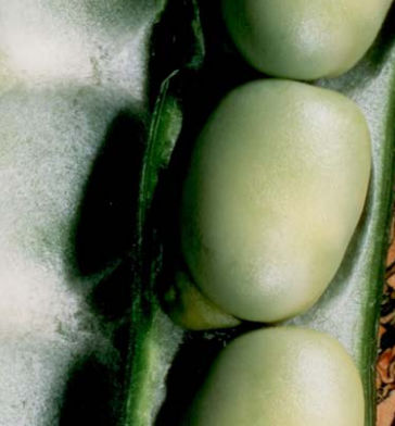 Semence de féverole précoce - NAKKA - agriobtentions - de printemps / résistante à la rouille / résistante à l'anthracnose