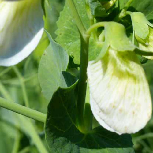Semence de pois protéagineux tardif - FLAMBO - agriobtentions - résistant à la verse
