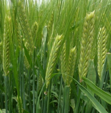 Semence d'orge précoce - ALLIANZ  - secobra - de printemps / résistante à l'oïdium / résistante à la rouille