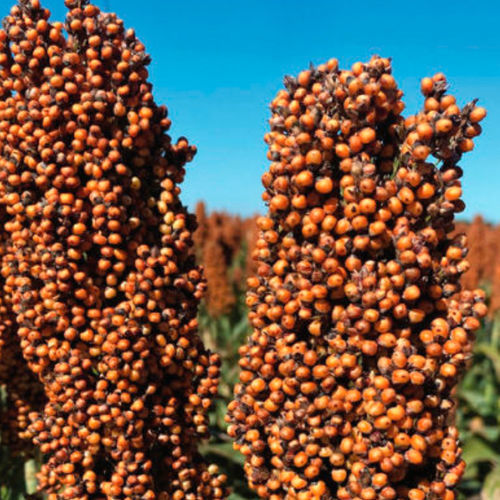 Semence de sorgho moyenne - M6586 - Beck's Hybrids - grain / résistante à la fusariose / résistante à l'oïdium