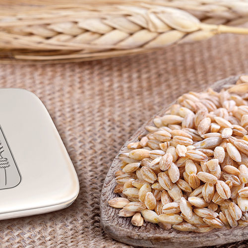 Semence de blé dur moyenne - UI Platinum - limagraincerealseeds - de printemps / résistante à la rouille