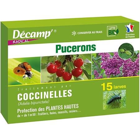Coccinelle contre les pucerons - coccinelle Adalia bipunctata - décamp' radical - larve / adulte / œuf
