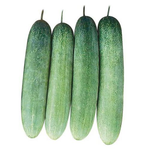 Semence de concombre hybride - Tyreke F1 - eastwestseed - verte