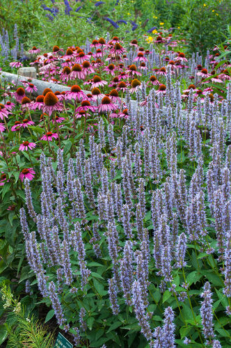 Semence de fleur vivace - SW622 - Select Seeds - violette / pour jardin / à couper