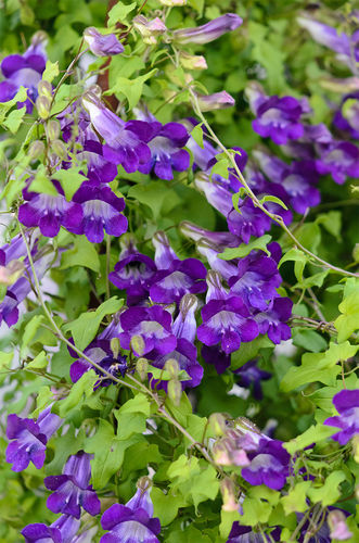 Semence de fleur annuelle - S302 - Select Seeds - vivace / violette / grimpante