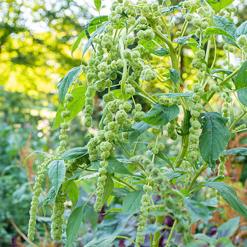 Plant floral annuel - Amaranthus caudatus - Select Seeds - vert / à couper