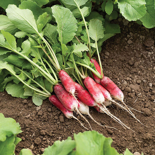 Semence de radis précoce - French Breakfast - johnnyseeds - annuelle / de printemps / hybride