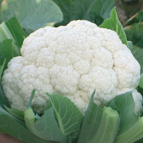 Semence de chou-fleur précoce - Fujiyama - johnnyseeds - annuelle / hybride