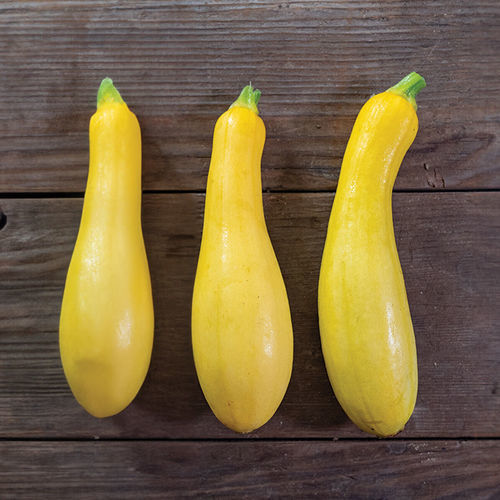 Semence de courgette biologique - Butterfingers - johnnyseeds - résistante à l'oïdium / hybride / cylindrique