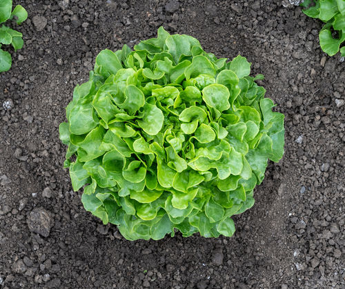 Semence de laitue résistante à l'oïdium - Bauer - vitalisorganic - biologique