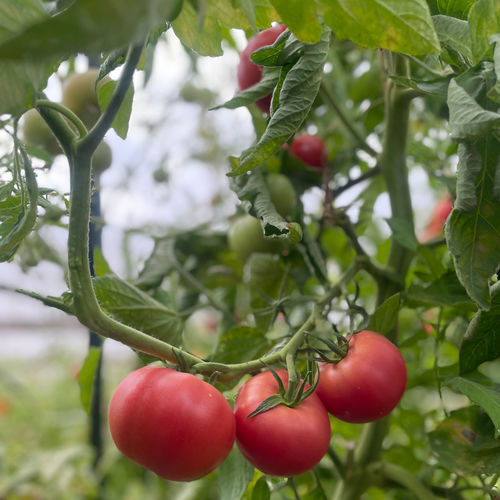 Semence de tomate rose - Enroza F1 - vitalisorganic - précoce / ronde / hybride