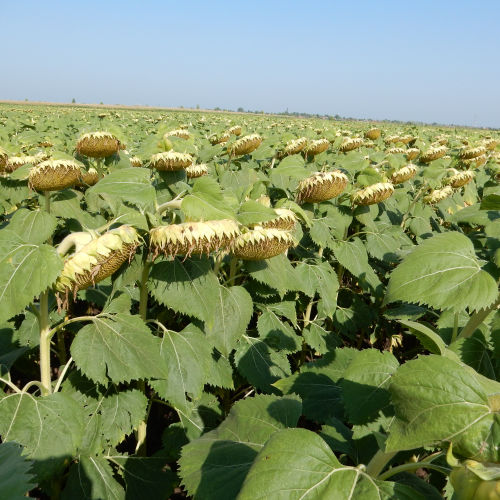 Semence de tournesol précoce - MAS 83.SU - Mas Seeds - résistante à la sclérotinia / résistante au mildiou du feuillage / hybride