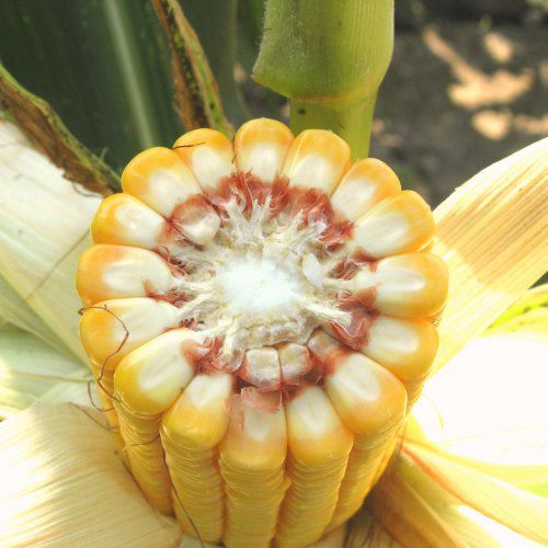 Semence de maïs biologique - MAS 53.R - Mas Seeds - tardive / grain / résistante à l'helminthosporiose