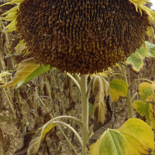 Semence de tournesol précoce - MAS 808.OL - Mas Seeds - résistante à la sclérotinia / résistante au mildiou du feuillage / résistante au phoma