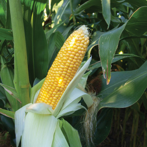 Semence de maïs très précoce - MAS 08.F - Mas Seeds - grain / ensilage / résistante à l'helminthosporiose