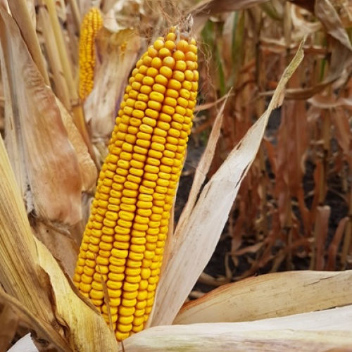 Semence de maïs précoce - MAS 140.E - Mas Seeds - grain / résistante à l'helminthosporiose / résistante à la fusariose