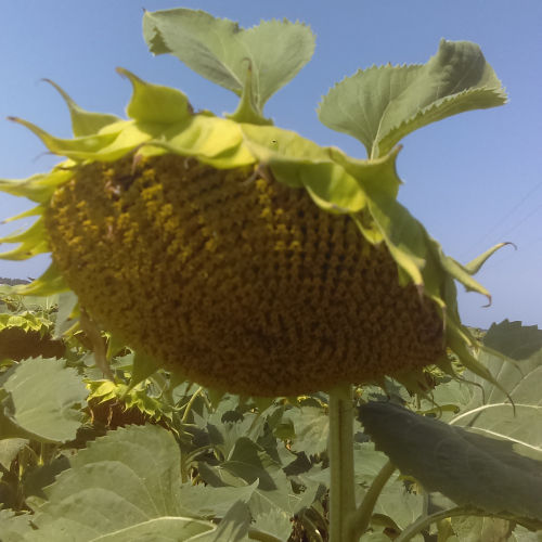Semence de tournesol demi-précoce - MAS 920.CP - Mas Seeds - résistante à la sclérotinia / résistante au mildiou du feuillage / hybride