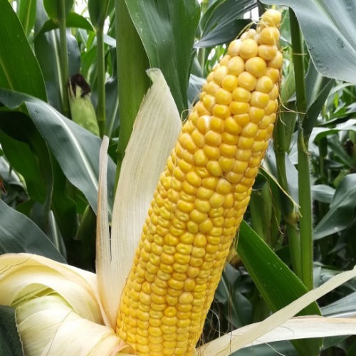 Semence de maïs très précoce - MAS 195.P - Mas Seeds - grain / ensilage / résistante à l'helminthosporiose