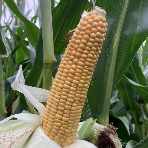 Semence de maïs précoce - MDM2515 - Mas Seeds - ensilage / résistante à l'helminthosporiose / résistante à la fusariose