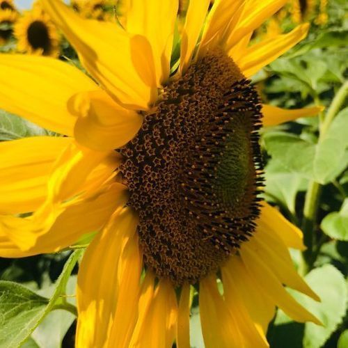 Semence de tournesol demi-précoce - MDS6925HC - Mas Seeds - résistante à la sclérotinia / résistante au phoma / résistante au mildiou du feuillage