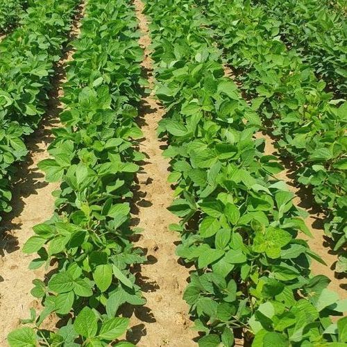 Semence de soja très précoce - ARTESIA - Mas Seeds - résistante à la verse / hauteur de plante moyenne