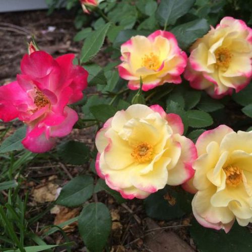Plant floral vivace - Campfire Rose - NatureHills - rose / rouge / orange