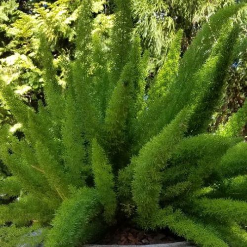 Plante verte vivace - Foxtail Fern - NatureHills - pour pot / pour paysage / résistante aux cerfs