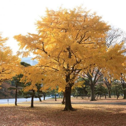 Arbre feuillu - Ginkgo - NatureHills