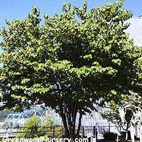 Arbre feuillu - Eastern Redbud Tree - Greenwood