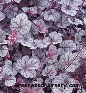 Plant floral vivace - Heuchera Silver Scrolls - Greenwood - rose / pour paysage