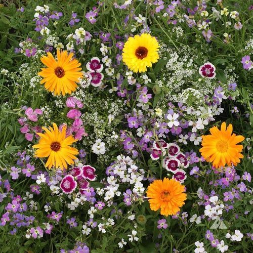 Plant floral mélange - Greenwood - vivace / rouge / blanc