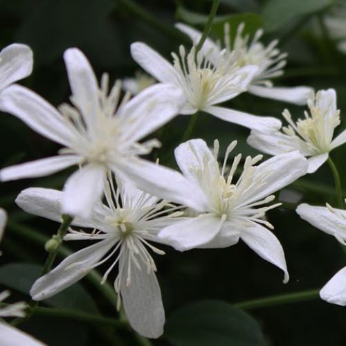 Plant floral vivace - TERNIFLORA - Avant gardens - blanc / pour paysage / grimpant