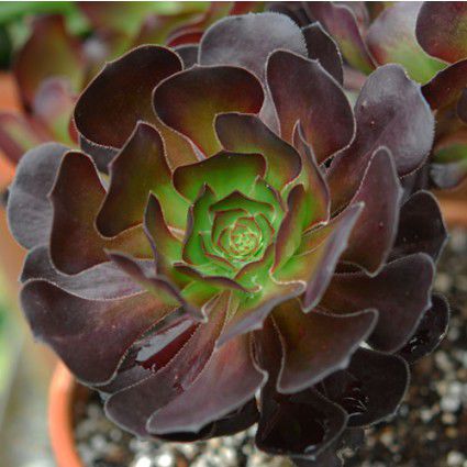 Plante grasse vivace - CYCLOPS - Avant gardens - pour pot / d'intérieur / résistante aux cerfs
