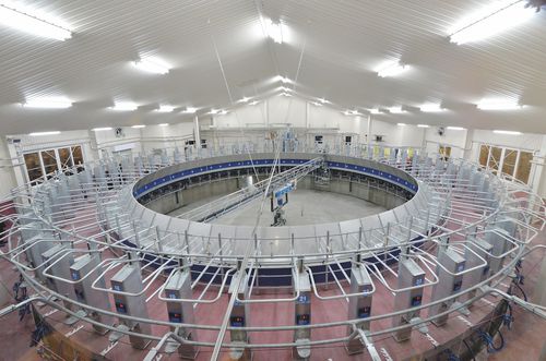 Salle de traite rotative - PROACTIVE - Milkline NG SpA - pour vaches / contrôle automatique d'entrée / sortie