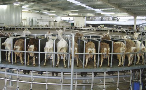 Salle de traite rotative - Milkline NG SpA - pour chèvres / pour moutons / contrôle automatique d'entrée / sortie