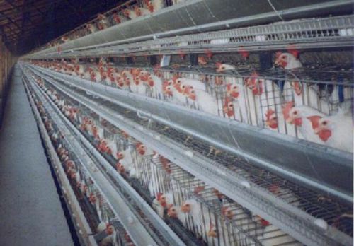 Système d'élevage de poulettes - choretime