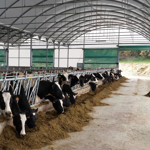 Bâtiment d'élevage pour bovins - ASTHOR Stockage-Elevage - mobile / modulaire / gonflable