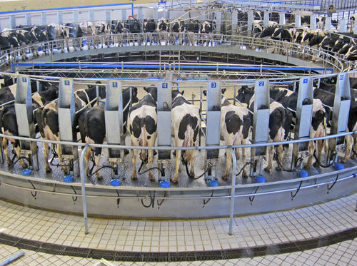 Salle de traite pour vaches - Intermilk - rotative